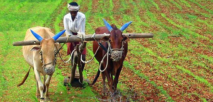 Rural Indian Households Agricultural  - Featured Image
