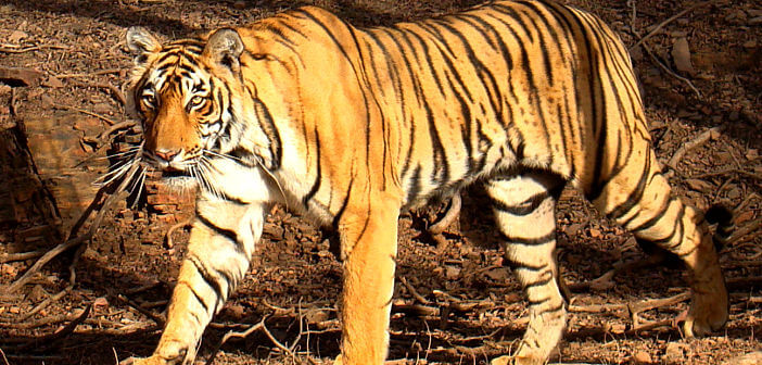 Tiger Population in India - Featured Image