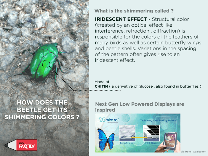 How does the beetle get its shimmering colors