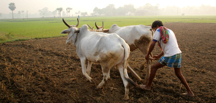 India Agricultural Land featured image factly