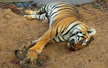 Tiger deaths in India_Featured Image