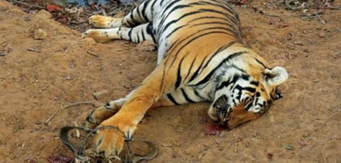 Tiger deaths in India_Featured Image