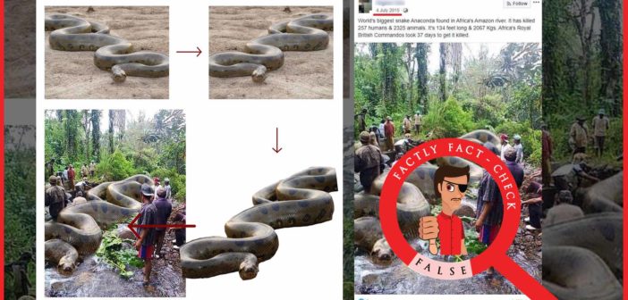 A Photoshopped Image Is Being Shared As That Of The World S Biggest Anaconda Snake Factly