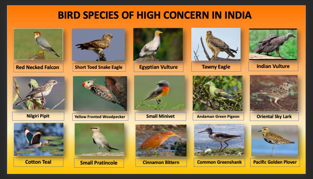Which Bird species in India are of high conservation concern?