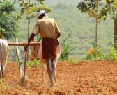 Which Crops Are Powering India’s Agricultural Growth?