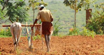 Which Crops Are Powering India’s Agricultural Growth?