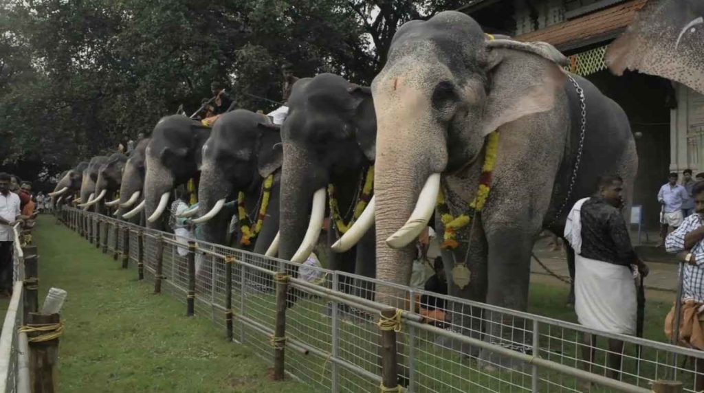 Elephant deaths in Kerala_featured image