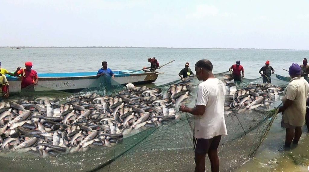 Fish Production_Featured Image