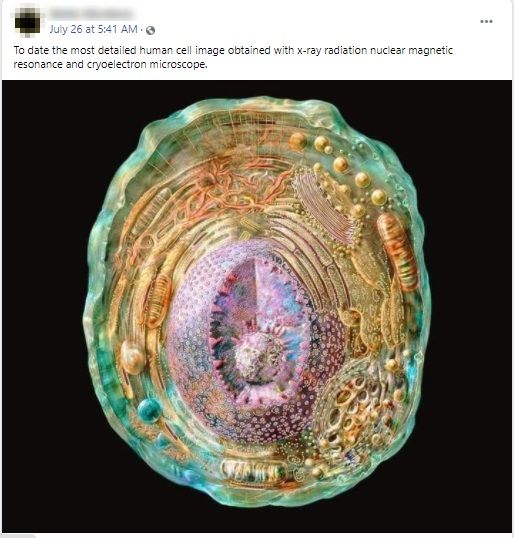 Illustrated animal cell picture falsely shared as the detailed image of a  human cell - FACTLY