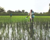 Data: ₹2.08 Lakh Crores Paid in Claims Across all Crop Insurance Schemes in India Since 1985