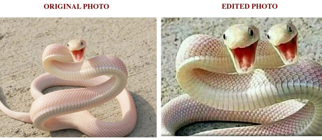 An edited photo is falsely shared as the visual of a two-headed white snake  - FACTLY