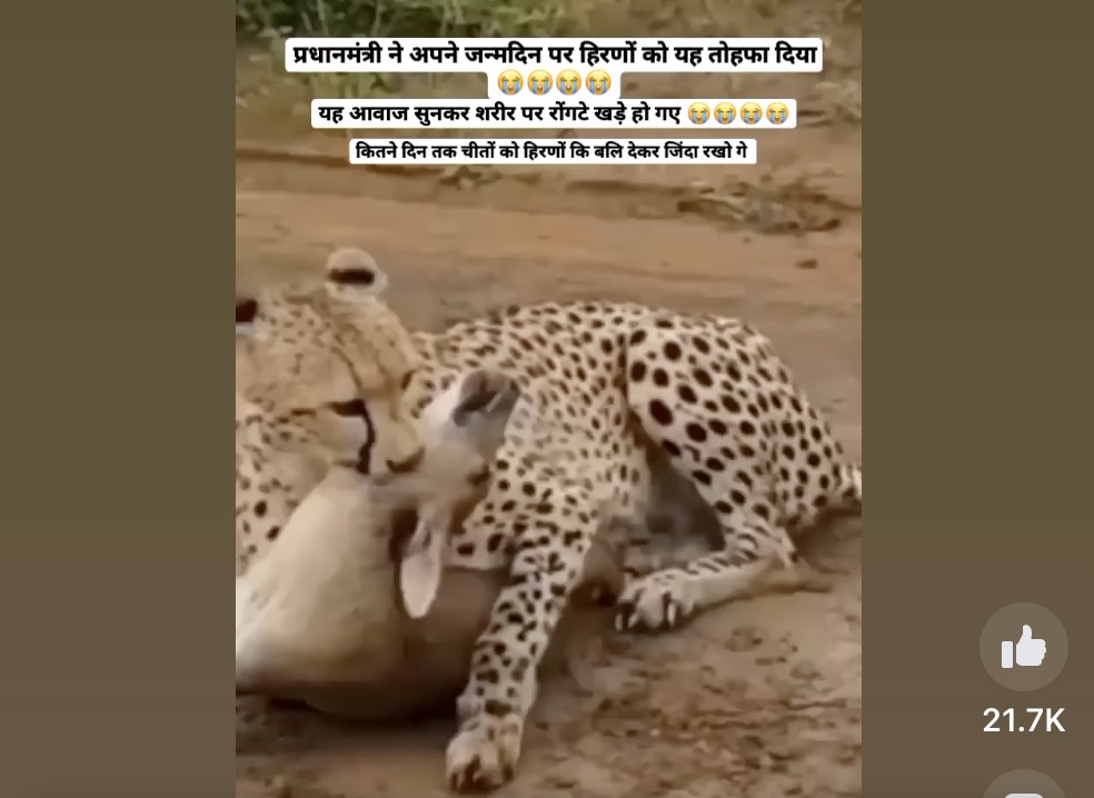 Old & Unrelated videos are being shared linking them to the Cheetahs  brought from Namibia - FACTLY
