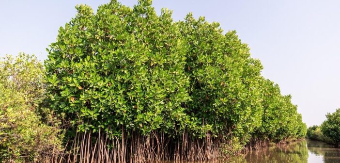 Data: Robust Measures and Execution Needed to Restore and Increase Mangrove Forests
