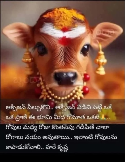 May be an image of text that says "ఆక్సిజన్ పీల్చుకొని.. ఆక్సిజన్ విడిచి పెట్టే ఒకే ఒక ప్రాణి ఈ భూమి మీద గోమాత ఒకటే గోవుల మధ్య రోజు కొంతసేపు గడిపితే చాలా రోగాలు నయం అవుతాయి.. ఇలాంటి గోవులను కాపాడుకోవాలి.. హరే కృష్ణ"