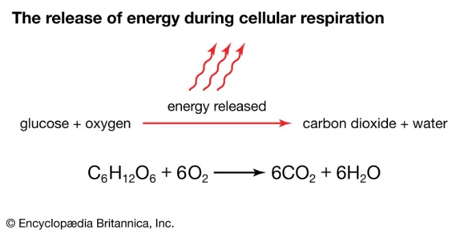 A diagram of energy and carbon dioxide AI-generated content may be incorrect.