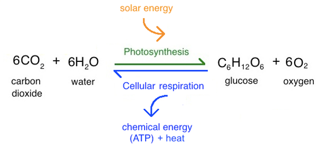 Photosynthesis review (article) | Khan Academy