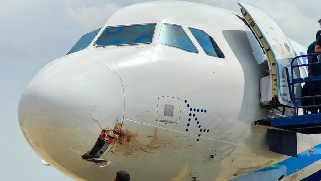 bird hit aircraft featured image