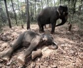 Wildlife-Related Crime Numbers Witness a Significant Decline
