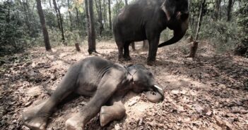 Wildlife-Related Crime Numbers Witness a Significant Decline