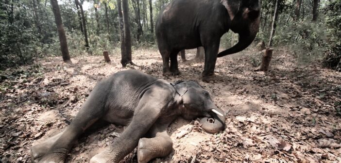 Wildlife-Related Crime Numbers Witness a Significant Decline