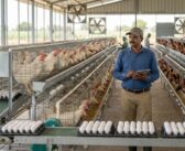 Four Southern States Produce Over Half of India’s Eggs