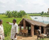 From Cereals to Spices and Milk: How India’s Farm Output is Diversifying