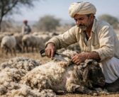 India’s Wool Output Falls Despite a Growing Sheep Population
