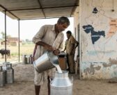 India’s Milk Production: How Much We Produce, Who Produces It, And Who Actually Gets It