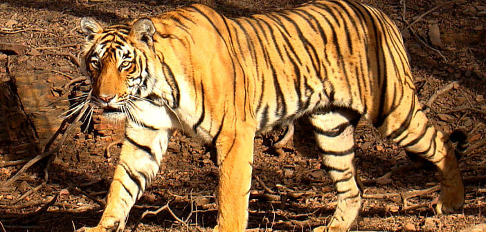 M for majestic and M for most vulnerable - The Tiger - Factly